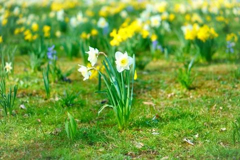 Daffodils at Easter time on a meadow. Yellow white flowers shine against th.. Stock Photos