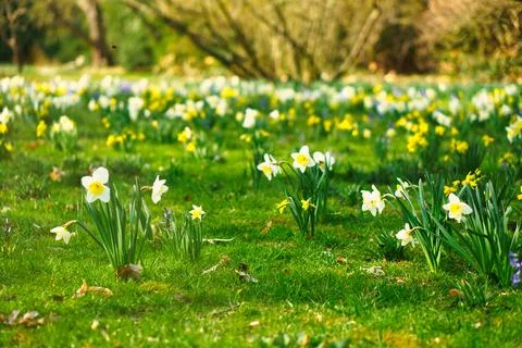 Daffodils at Easter time on a meadow. Yellow white flowers shine against th.. Foto stock