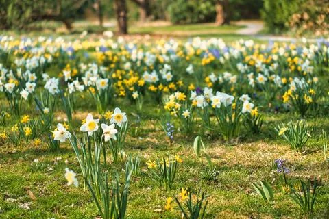 Daffodils at Easter time on a meadow. Yellow white flowers shine against th.. Foto stock