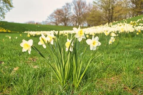 Daffodils at Easter time on a meadow. Yellow white flowers shine against th.. Stock Photos