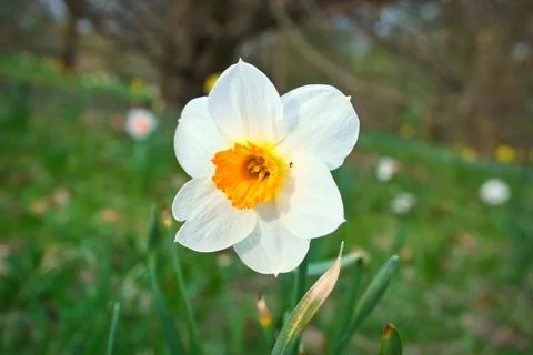 Daffodils at Easter time on a meadow. Yellow white flowers shine against th.. Stock Photos