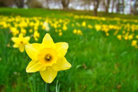 Daffodils at Easter time on a meadow. Yellow flowers shine against the gree.. Foto stock