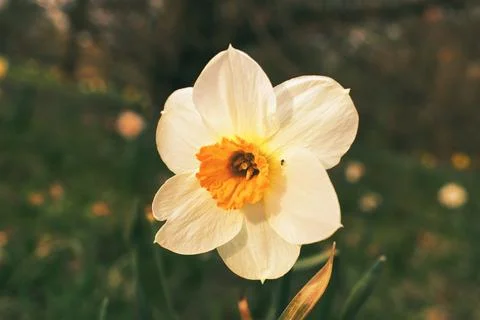 Daffodils at Easter time on a meadow. Yellow white flowers shine against th.. Stock Photos