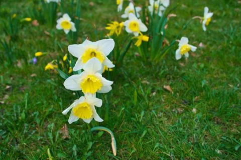 Daffodils at Easter time on a meadow. Yellow white flowers shine against th.. Foto stock