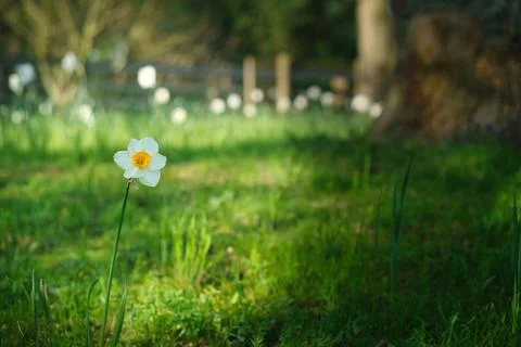 Daffodils at Easter time on a meadow. Yellow white flowers shine against th.. Foto stock