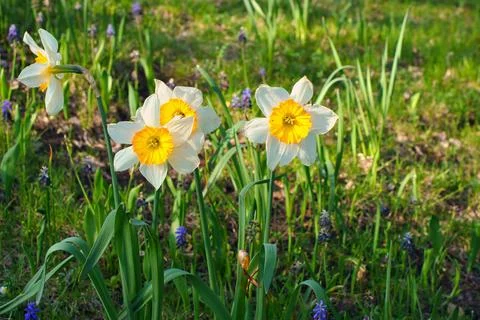 Daffodils at Easter time on a meadow. Yellow white flowers shine against th.. Stockfoto's
