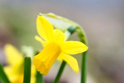 Daffodils at Easter time on a meadow. Yellow flowers shine against the gree.. Stock Photos