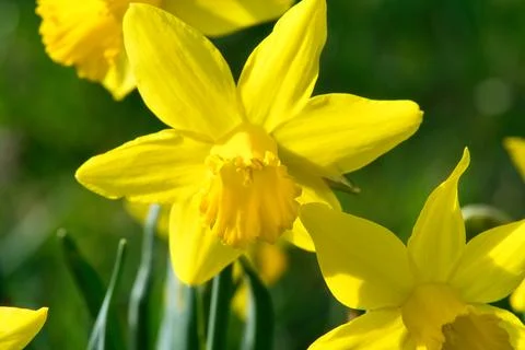 Daffodils at Easter time on a meadow. Yellow flowers shine against the gree.. Foto stock