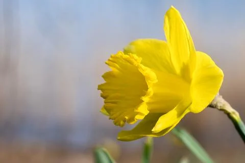 Daffodils at Easter time on a meadow. Yellow flowers shine against the gree.. Foto stock