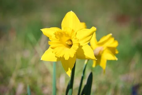 Daffodils at Easter time on a meadow. Yellow flowers shine against the gree.. Foto stock