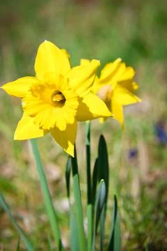 Daffodils at Easter time on a meadow. Yellow flowers shine against the gree.. Foto stock