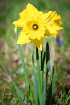 Daffodils at Easter time on a meadow. Yellow flowers shine against the gree.. Foto stock
