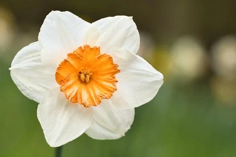 Daffodils at Easter time on a meadow. Yellow white flowers shine against th.. Foto stock