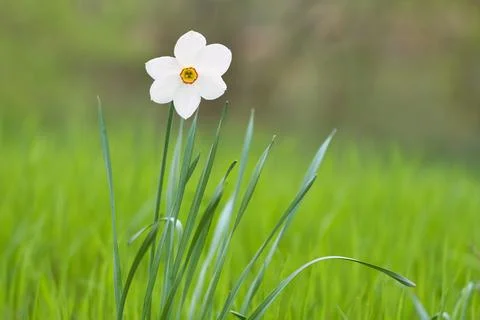Daffodils at Easter time on a meadow. Yellow white flowers shine against th.. Foto stock