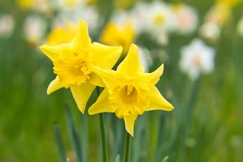 Daffodils at Easter time on a meadow. Yellow flowers shine against the gree.. Foto stock