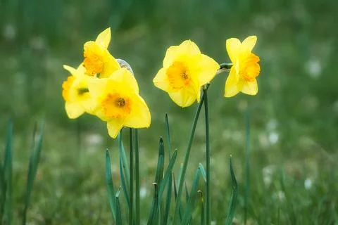 Daffodils at Easter time on a meadow. Yellow flowers shine against the gree.. Foto stock
