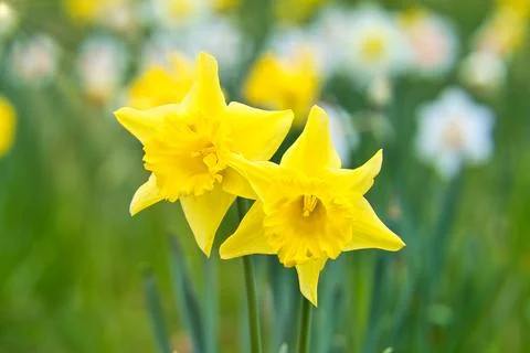 Daffodils at Easter time on a meadow. Yellow flowers shine against the gree.. Stock Photos