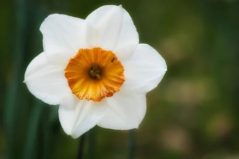 Daffodils at Easter time on a meadow. Yellow white flowers shine against th.. Foto stock