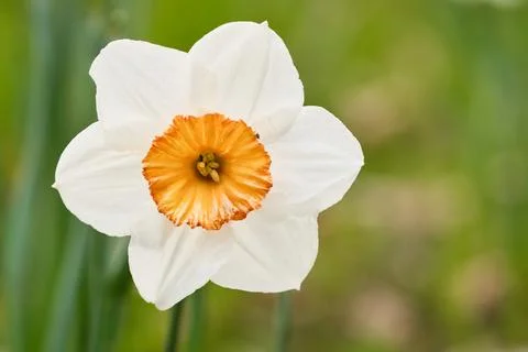 Daffodils at Easter time on a meadow. Yellow white flowers shine against th.. Foto stock