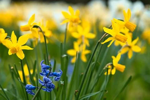 Daffodils at Easter time on a meadow. Yellow flowers shine against the gree.. Stock Photos