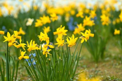 Daffodils at Easter time on a meadow. Yellow flowers shine against the gree.. Foto stock