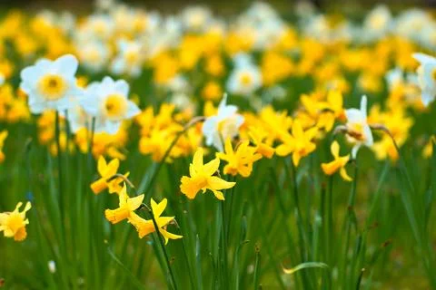 Daffodils at Easter time on a meadow. Yellow flowers shine against the gree.. Foto stock