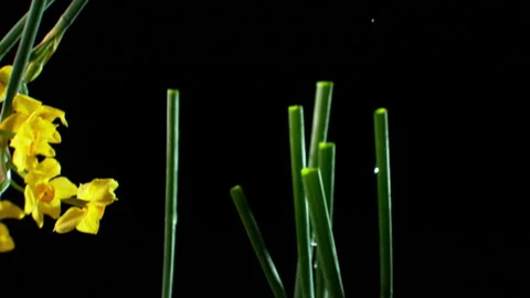 Daffodils falling through shot in slow motion HD Stock Footage 253059716