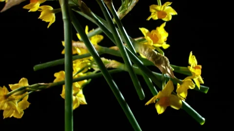 Daffodils falling through shot in slow motion HD 2 Stock Footage 253059941