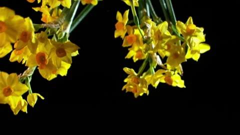 Daffodils falling through shot in slow motion HD 2 Stock Footage 253060028