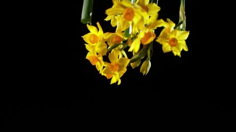 Daffodils falling through shot in slow motion HD 3 Stock Footage 253108452