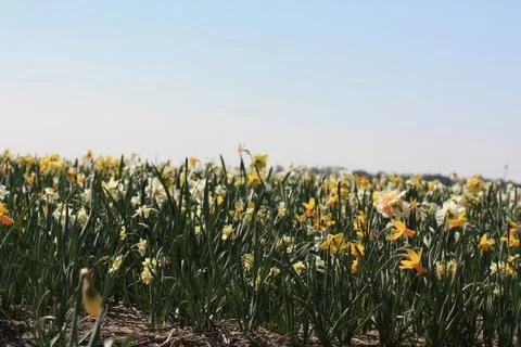 Daffodils on a field Stock Photos