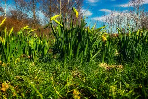 Daffodils in the field. spring beginning Stock Photos