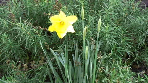 Daffodils in flower bed-04 Stock Footage 35596574