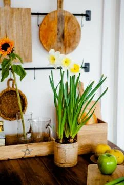 Daffodils in a flower pot on the kitchen table Stock Photos