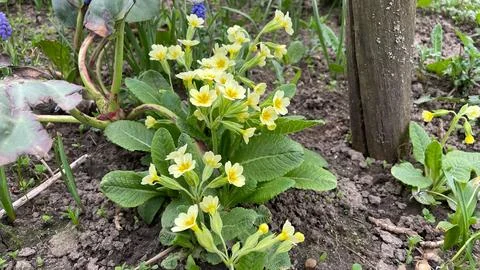 Daffodils in the flowerbed bloom in spring, white flowers with a yellow cente Foto stock