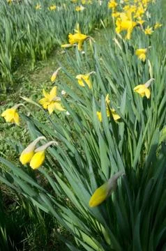 Daffodils in the flowerbed Stock Photos