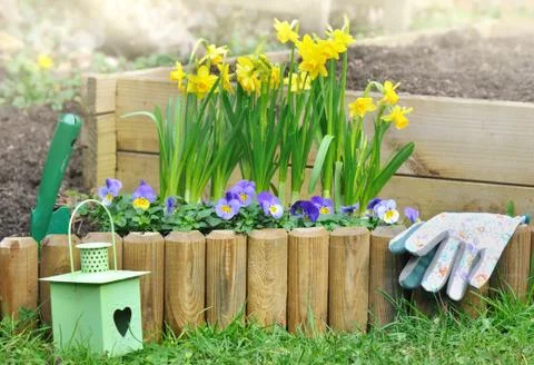 Daffodils in flowerbed Stock Photos