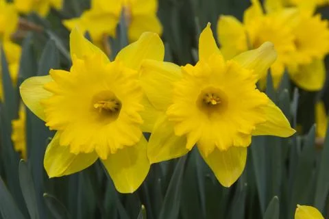 Daffodils flowers 스톡 사진