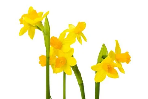 Daffodils flowers Stock Photos