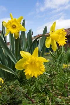 Daffodils Flowers 스톡 사진