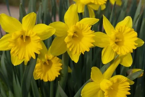 Daffodils Flowers Fotos Stock