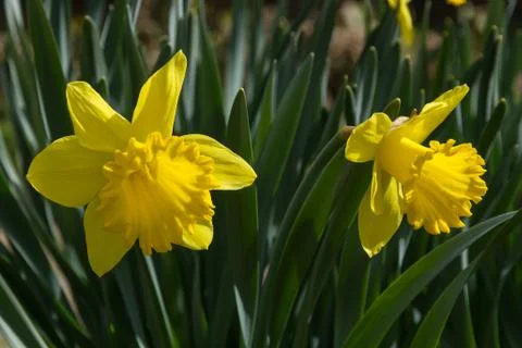 Daffodils Flowers 스톡 사진