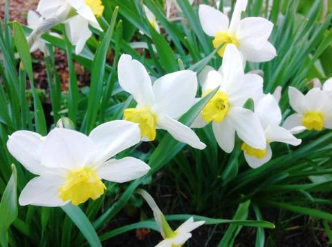 Daffodils flowers Stock Photos