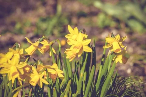 Daffodils flowers on a row in the spring Stock Photos