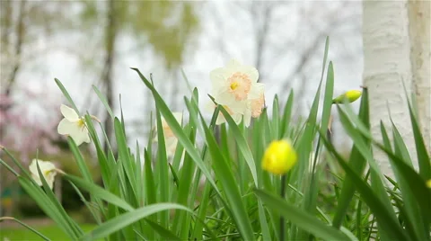 Daffodils flowers spring bloom in the garden Stock Footage 62446350