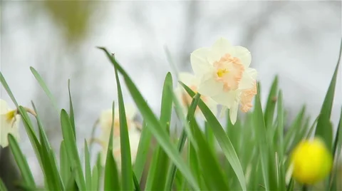 Daffodils flowers spring bloom in the garden Stock Footage 62446568