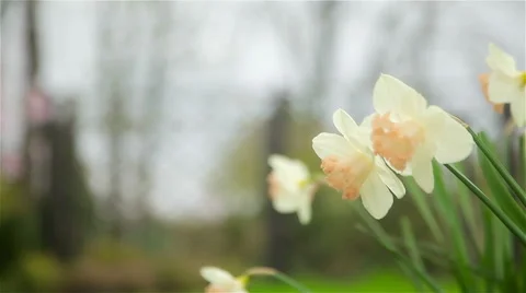Daffodils flowers spring bloom in the garden Stock Footage 62446727