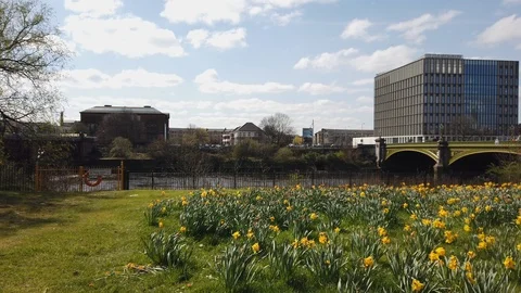 Daffodils fluttering in a blustery wind in Glasgow Green on a bright day.  Stock Footage 106442560