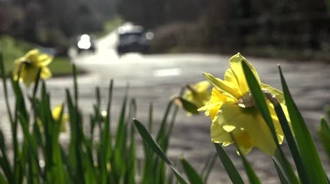 Daffodils in focus &amp; classic car passing by Stock Footage 48886528