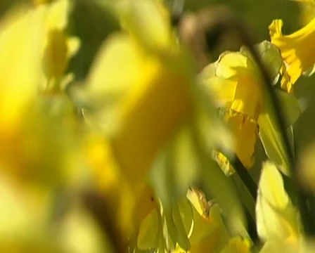 Daffodils to Focus 库存影片 1070461